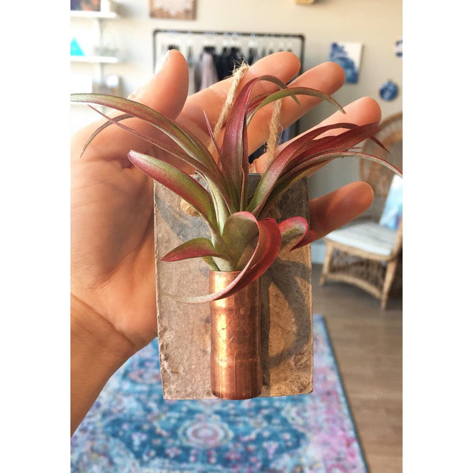 Concrete and Copper Air Plant Holder